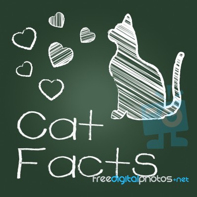 Cat Facts Means Details Info And Pets Stock Image