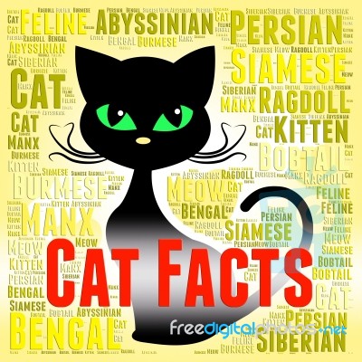 Cat Facts Shows True Knowledge And Puss Stock Image