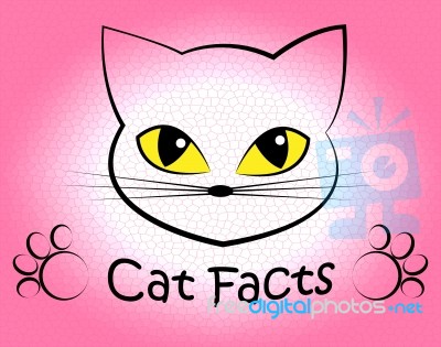 Cat Facts Shows Truth Data And Felines Stock Image Cat Facts Shows Truth Data And Felines Stock Image