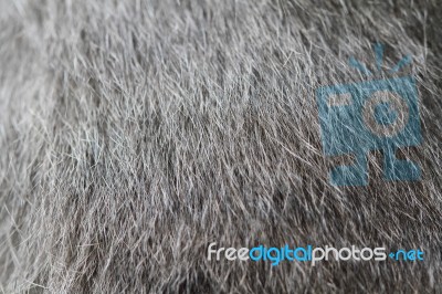 Cat Fur Stock Photo