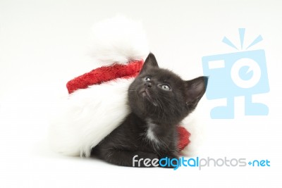 Cat In Christmas Cap Stock Photo