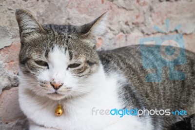 Cat Laying Down Leisure On Wooden Chair Stock Photo