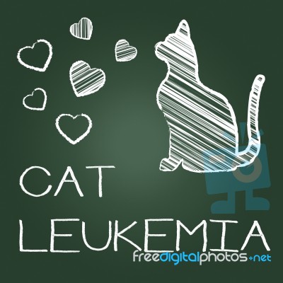 Cat Leukemia Represents Malignant Pedigree And Cancer Stock Image
