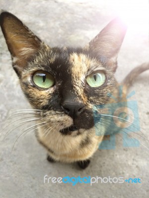 Cat Little Kitten Breed Thailand Stock Photo Cat Little Kitten Breed Thailand Stock Photo