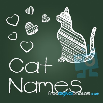 Cat Names Represents Feline Identity And Cats Stock Image