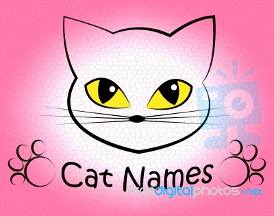 Cat Names Represents Kitty Pets And Feline Stock Image