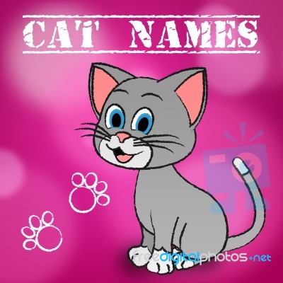 Cat Names Represents Pedigree Feline And Kitten Stock Image
