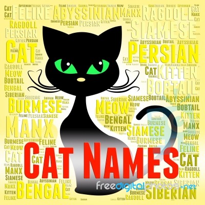 Cat Names Represents Pedigree Pets And Felines Stock Image