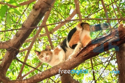 Cat On Tree Stock Photo