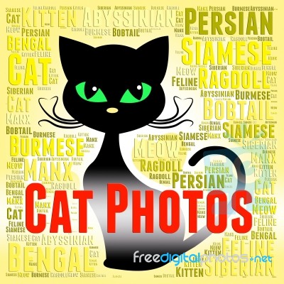 Cat Photos Means Feline Picture And Snapshots Stock Image