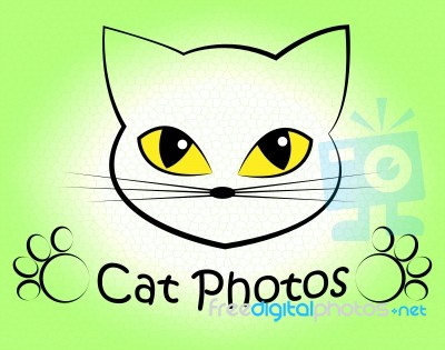Cat Photos Shows Feline Photographer And Cameras Stock Image