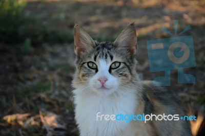 Cat Portrait Stock Photo
