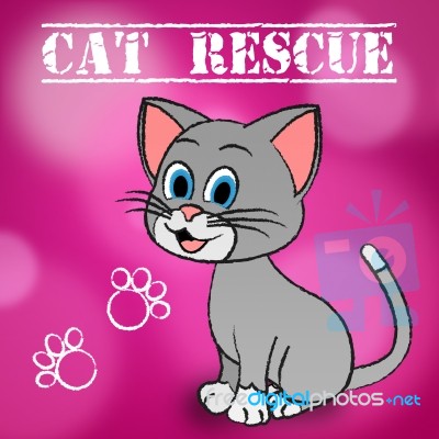 Cat Rescue Indicates Pets Saving And Recovering Stock Image