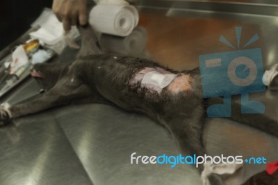 Cat Under Anesthesia Post  Sterilization Operation Stock Photo
