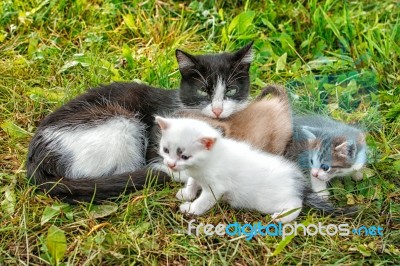 Cat With Three Kittens Walking On Grass Stock Photo