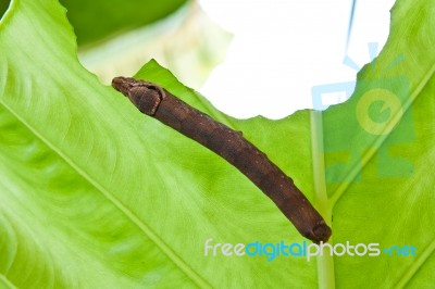 Caterpillar Eating Stock Photo