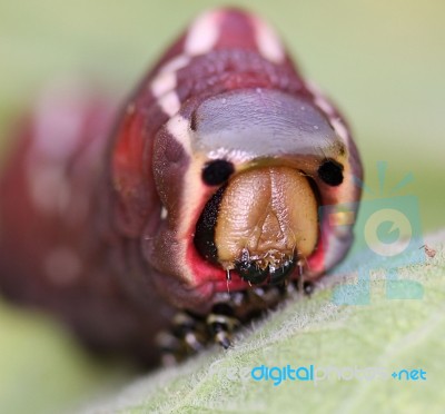 Caterpillar Head Stock Photo