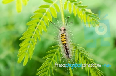 Caterpillar In Green Nature  Stock Photo