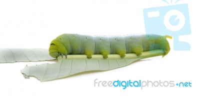 Caterpillar Of  Butterfly On Leaf Stock Photo
