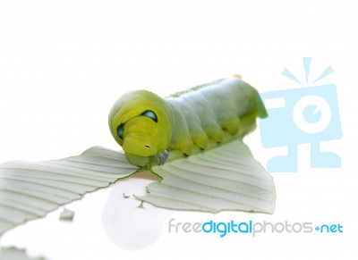 Caterpillar Of  Butterfly On Leaf Stock Photo