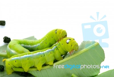 Caterpillar Of Butterfly On Leaf Isolated Stock Photo