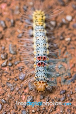 Caterpillar On The Ground Stock Photo