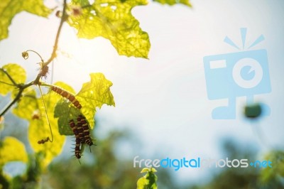 Caterpillars On The Leaves With A Daylight Stock Photo