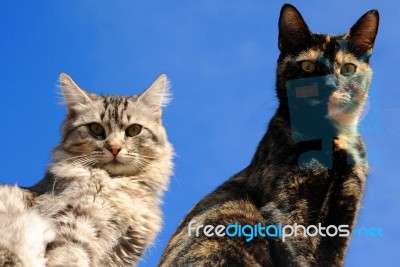 Cats Stock Photo