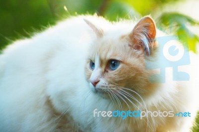 Cats Stock Photo Cats Stock Photo