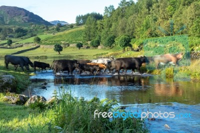 Cattle Crossing The Ford At Watendlath Tarn Stock Photo