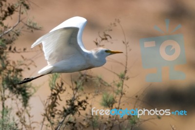 Cattle Egret Stock Photo