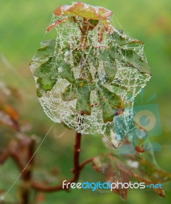 Caught In A Web Stock Photo