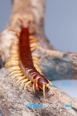 Centipede Stock Photo