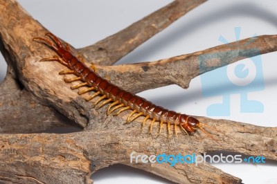 Centipede Stock Photo