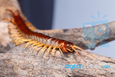 Centipede Closeup Detail Stock Photo