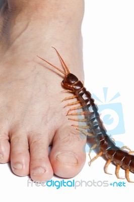 Centipede Legs Climb Stock Photo