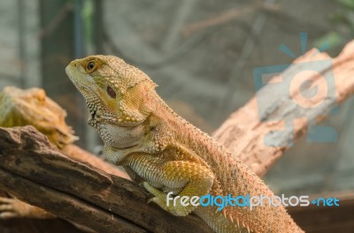 Central Bearded Dragon (pogona Vitticeps) Stock Photo