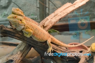 Central Bearded Dragon (pogona Vitticeps) Stock Photo