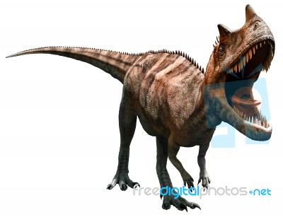 Ceratosaurus Stock Image