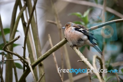 Chaffinch Perched On A Branch Stock Photo