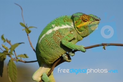 Chameleon  Stock Photo