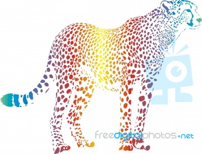 Cheetah Stock Image