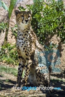 Cheetah (acinonyx Jubatus) On A Zoo Stock Photo