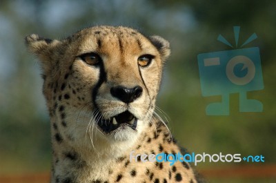 Cheetah Closeup In South Africa Stock Photo