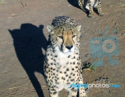 Cheetah In Namibia Stock Photo