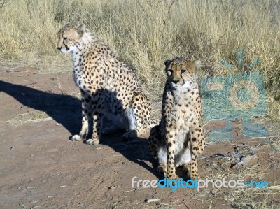 Cheetah In Namibia Stock Photo