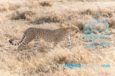 Cheetah In Serengeti Stock Photo