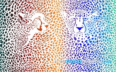 Cheetahs Color Background With Heads Stock Image