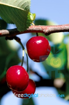Cherries On Branch Stock Photo