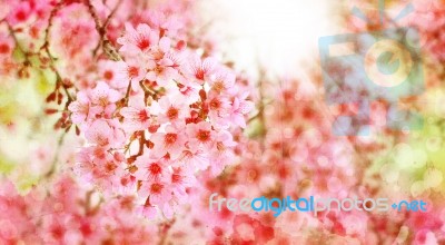 Cherry Blossom Stock Photo